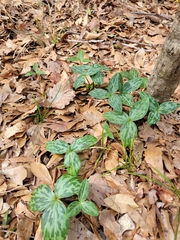 Trillium gracile