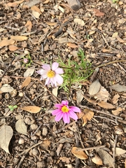 Cosmos parviflorus