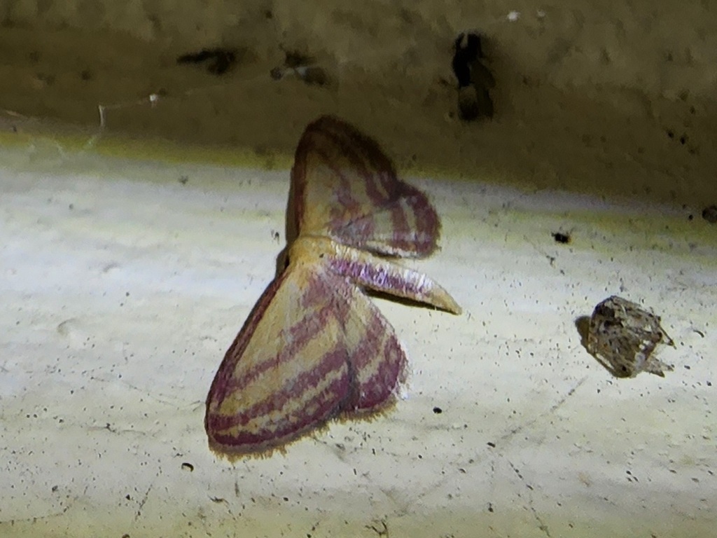 Raspberry Wave Moth