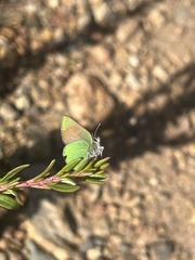Callophrys dumetorum
