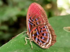 Paralaxita damajanti