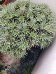 Deuterocohnia