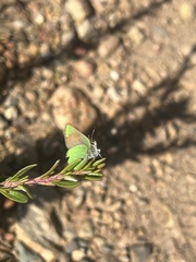 Callophrys dumetorum