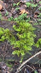 Kindbergia oregana