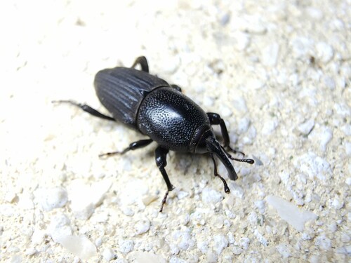 Sphenophorus necydaloides
