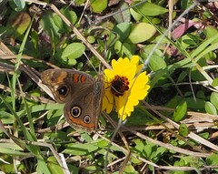 Junonia stemosa