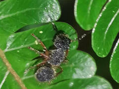 Echinopla melanarctos