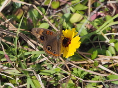 Junonia stemosa