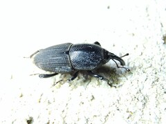 Sphenophorus necydaloides