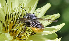 Megachile texana