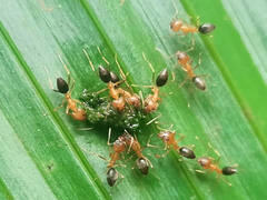 Technomyrmex bicolor