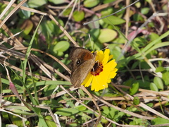 Junonia stemosa