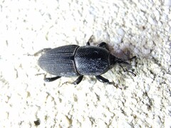 Sphenophorus necydaloides