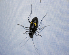 Oxycheila tristis