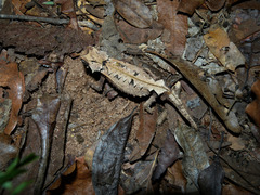 Decary's Leaf Chameleon photo 4