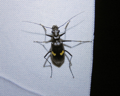 Oxycheila tristis