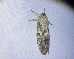 Phenax variegata