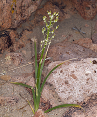 Toxicoscordion venenosum