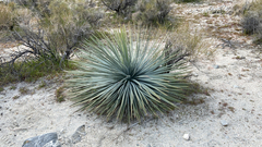 Hesperoyucca whipplei