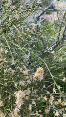 Lepidospartum squamatum