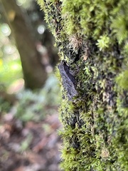 Incilius coniferus