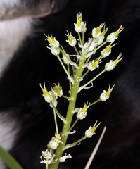 Toxicoscordion venenosum