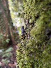 Incilius coniferus