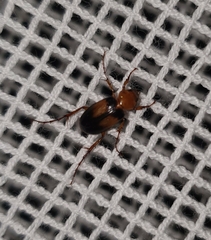 Phyllotocus bimaculatus