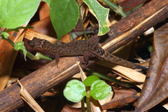 Lepidoblepharis xanthostigma