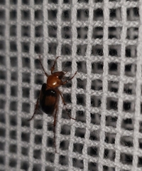 Phyllotocus bimaculatus