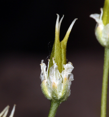 Toxicoscordion venenosum