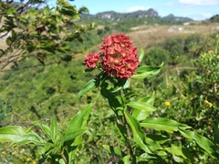 Carphalea