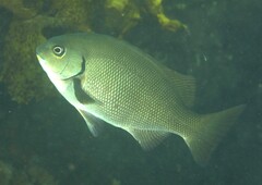 Girella elevata
