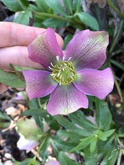 Helleborus orientalis