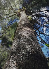 Pinus ayacahuite