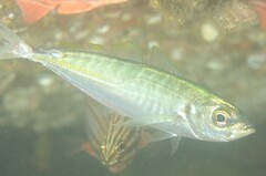 Trachurus novaezelandiae