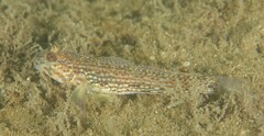 Istigobius hoesei