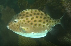 Anoplocapros inermis