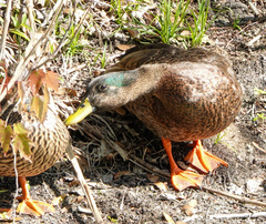 Anas platyrhynchos × fulvigula