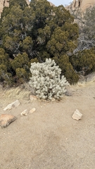 Cylindropuntia echinocarpa