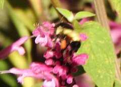 Bombus ephippiatus