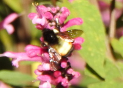 Bombus ephippiatus