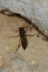 Diphyus quadripunctorius