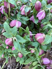 Helleborus orientalis