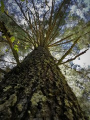Pinus ayacahuite