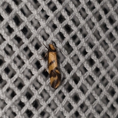 Olbonoma triptycha