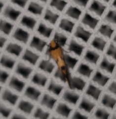 Olbonoma triptycha