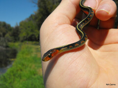 Thamnophis sirtalis concinnus