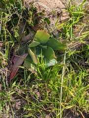 Dudleya pulverulenta