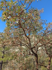 Arbutus arizonica